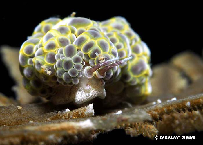 Night dive in Nosy Be